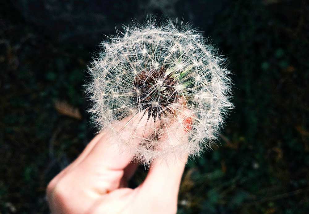 Alergia primaveral - Unidad de Alergología e Inmunoterapia en Clínica DKF en El Viso de Madrid